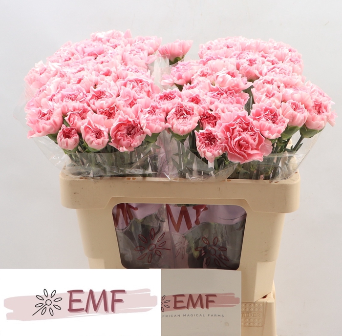 <h4>DI ST JULIA</h4>