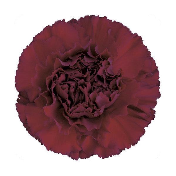 <h4>DI ST ZURIGO</h4>