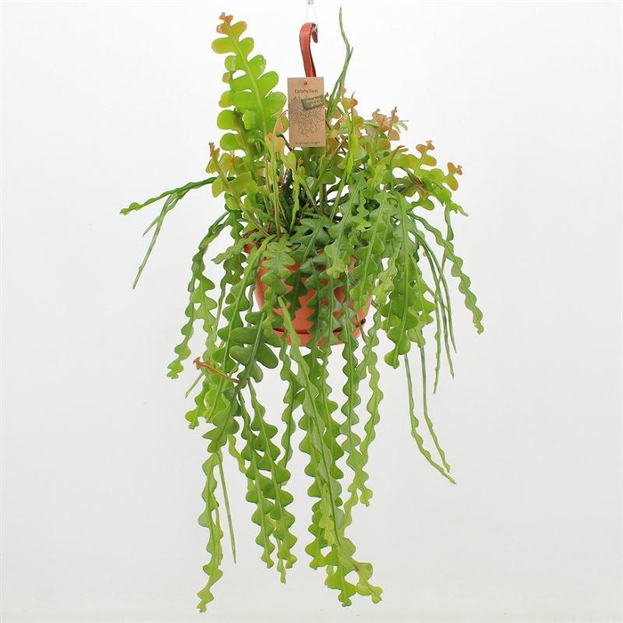 <h4>EPIPHYLLUM ANGULIGER</h4>