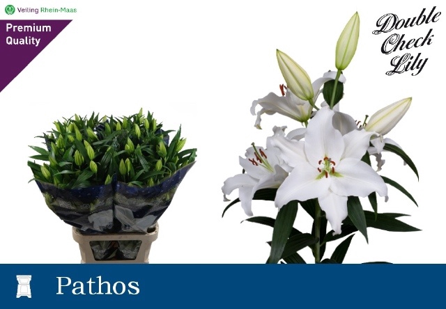 <h4>LI OR PATHOS</h4>