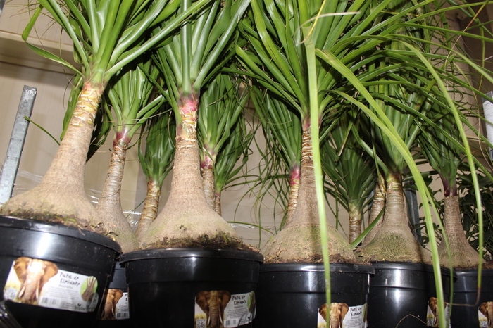 <h4>BEAUCARNEA P24</h4>