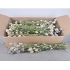 DF Papaver Bs Natural