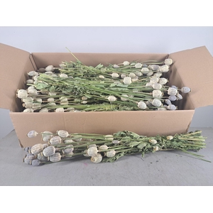 DF Papaver Bs Natural