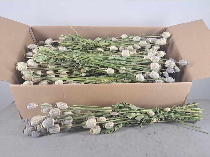 DF Papaver Bs Natural