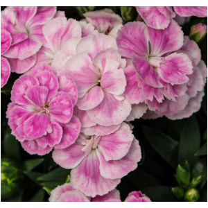 Dianthus caryophyllus
