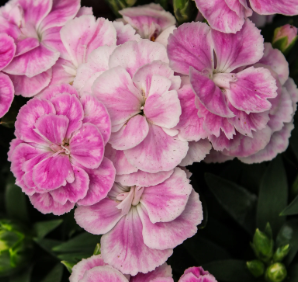 <h4>Dianthus caryophyllus</h4>