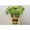 Ammi Majus Visnaga Zaad