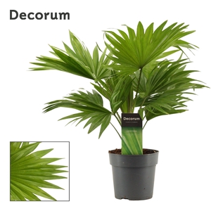 Livistona Rotundifolia 12cm (Decorum)