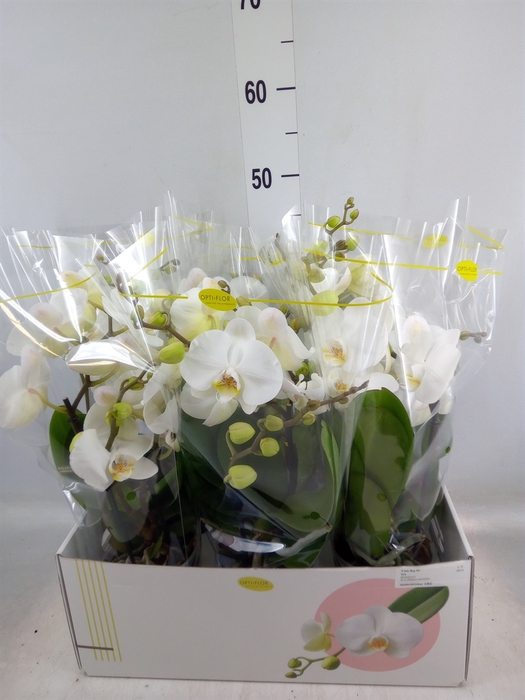 <h4>Phalaenopsis   ...white</h4>