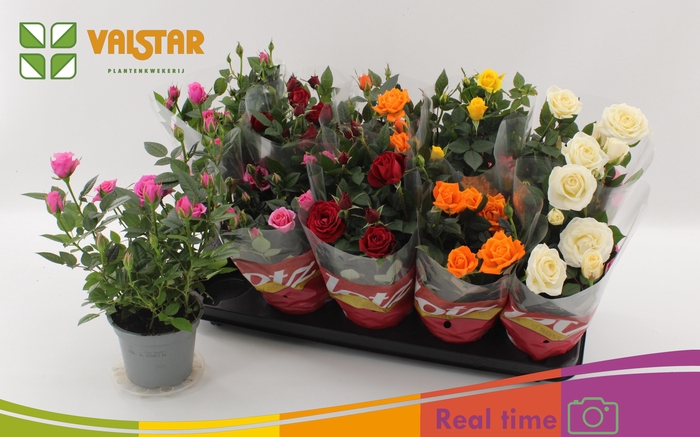 <h4>RO LOTZ OF GEM 5 KL</h4>