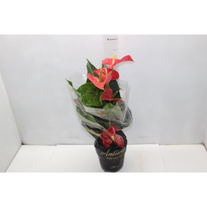 ANTHURIUM MICHIGAN P17 PREMIUM