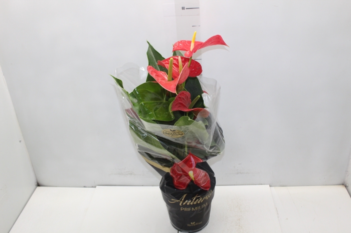 <h4>ANTHURIUM MICHIGAN P17 PREMIUM</h4>