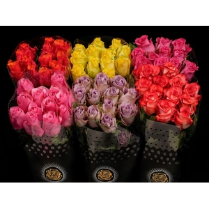 R GR Zz Assorted 50cm X20