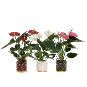 Anthurium 3 color mix in Sparkle ceramics