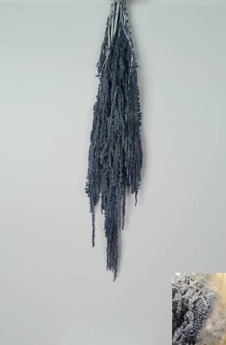 GESTABILISEERD AMARANTHUS (H) LAVENDER