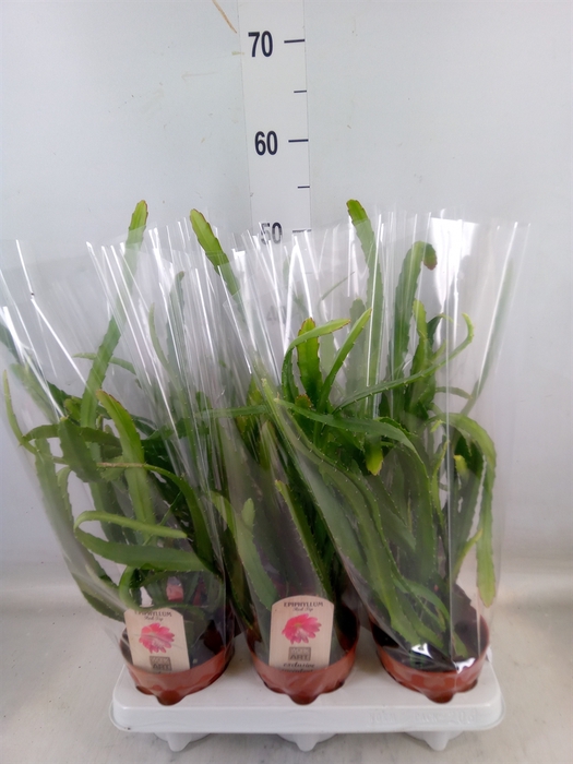 <h4>Epiphyllum   ...</h4>