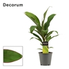 Cordyline Salsa 12 cm (Decorum)