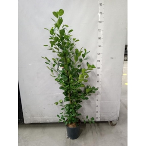 Ficus microcarpa 'Moclame'