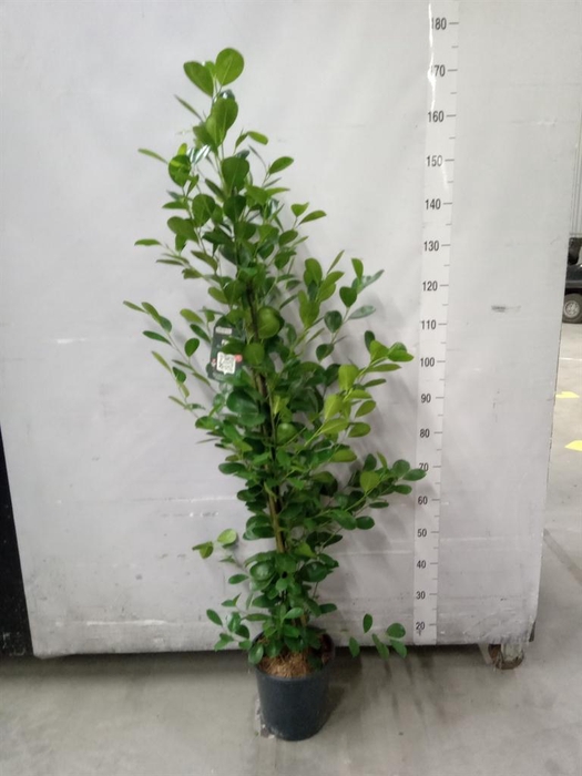 <h4>Ficus microcarpa 'Moclame'</h4>