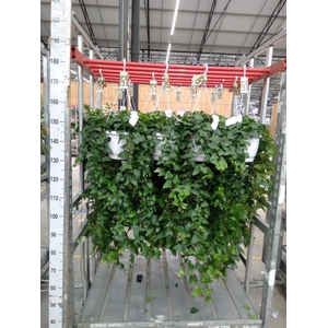 Hedera helix 'Mein Herz'