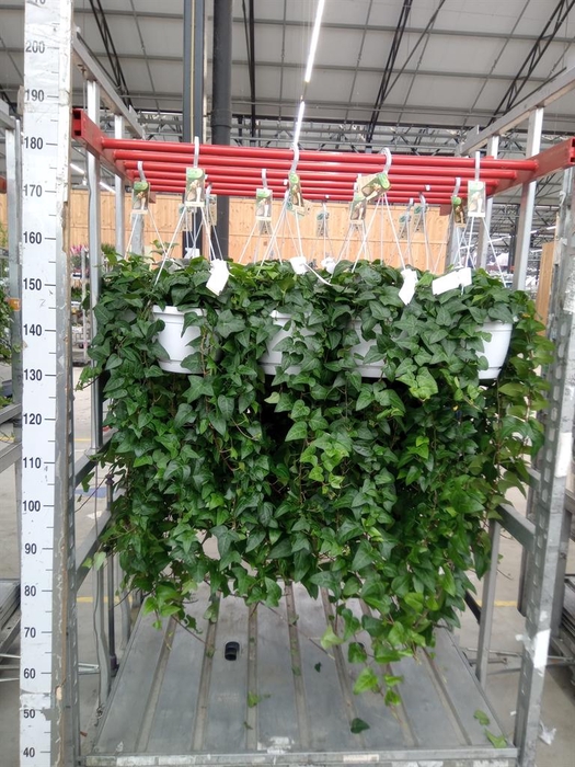 <h4>Hedera helix 'Mein Herz'</h4>