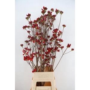 RHODO. NEW RED 140CM