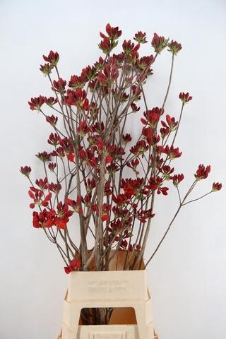 <h4>RHODO. NEW RED 140CM</h4>