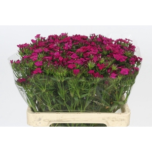 Dianthus Br Amazon Neon Cherry