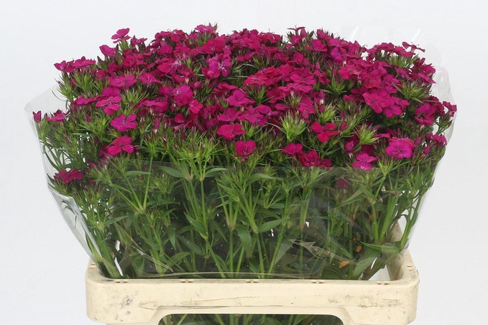 <h4>Dianthus Br Amazon Neon Cherry</h4>