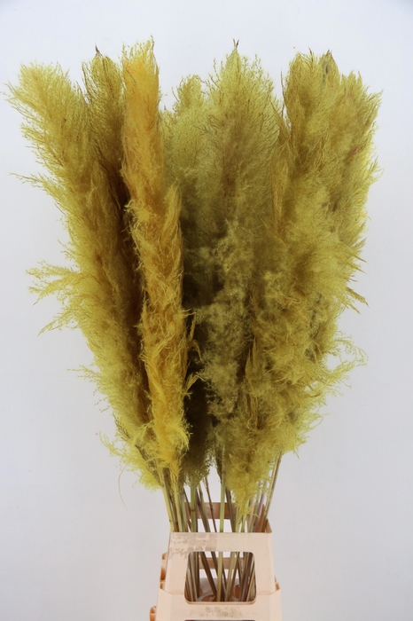 <h4>DROOGBL BEWERKT H%</h4>