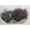 Limonium ov Safora Lilac