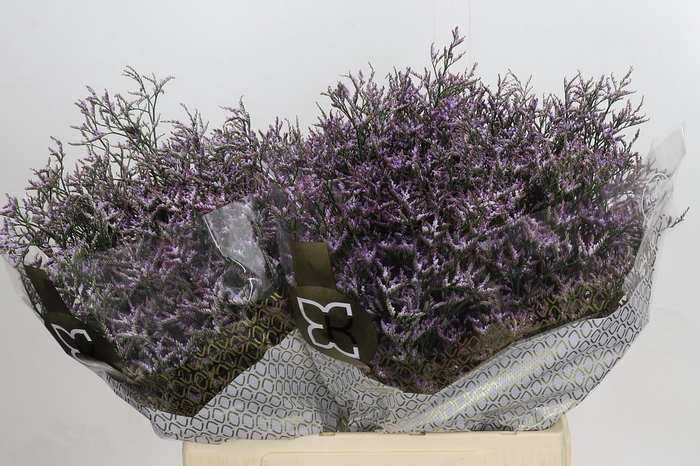 Limonium ov Safora Lilac