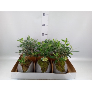 Arr.   Tuinplanten L%