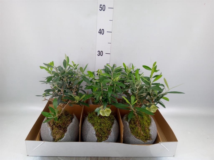 <h4>Arr. Tuinplanten L%</h4>