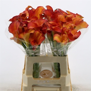 Calla Trinity | Dubbelbloemig