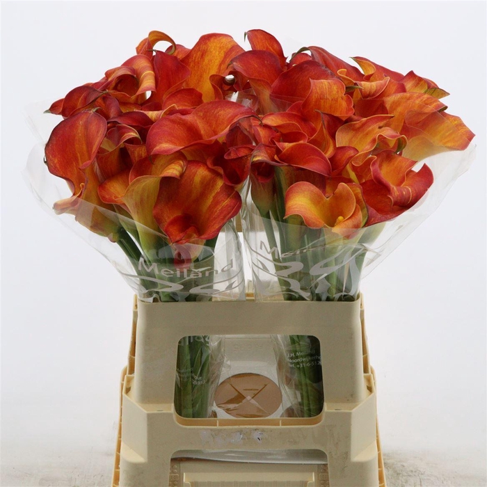 <h4>Calla Trinity | Dubbelbloemig</h4>