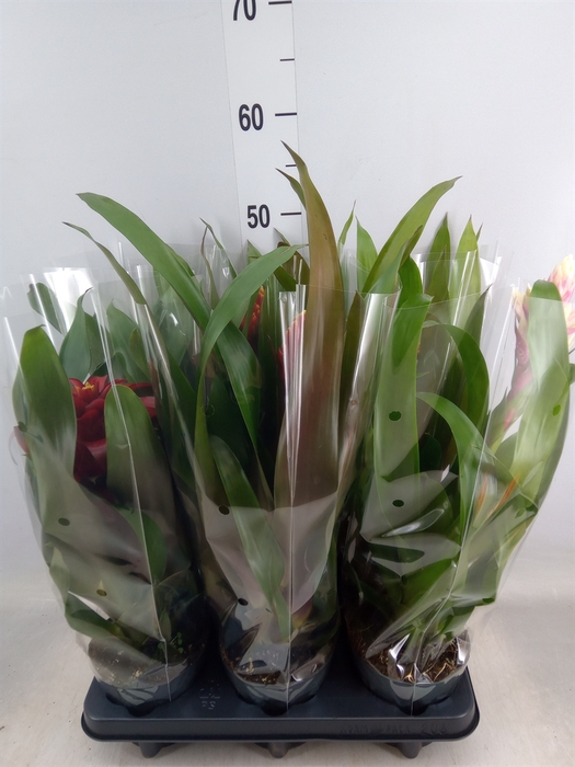 <h4>Guzmania   ...mix</h4>