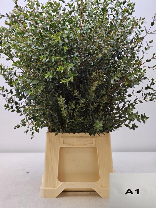 EUC PARVIFOLIA PB