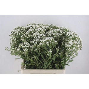 Ixodia 70cm P. Stem