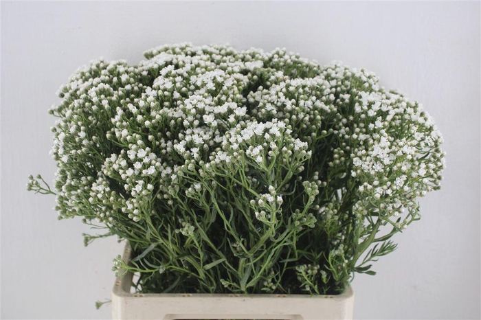 <h4>Ixodia 70cm P. Stem</h4>