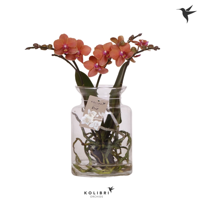 <h4>Phalaenopsis overig oranje (meerder</h4>