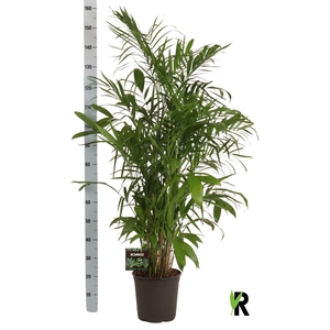 Chamaedorea seifrizii