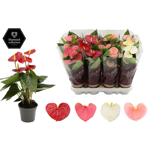 <h4>Anthurium 9 cm 4 color mix - Diamond sleeve</h4>