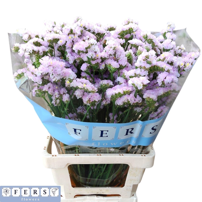 <h4>LIM S TESSA LAVENDER</h4>