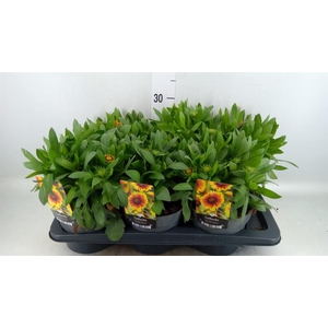 Gaillardia   ...
