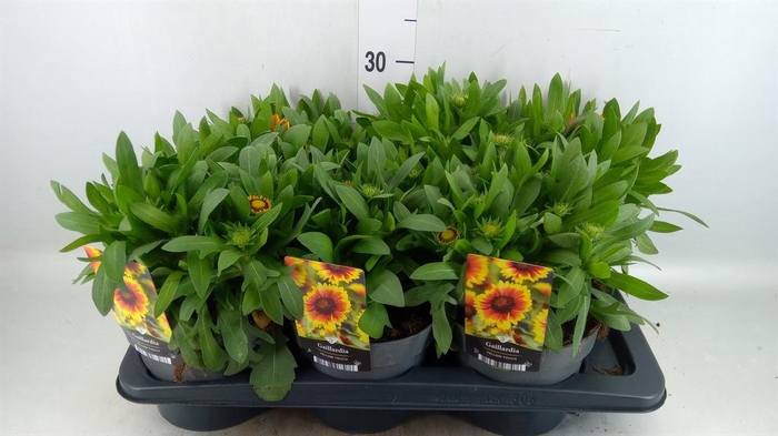 <h4>Gaillardia   ...</h4>