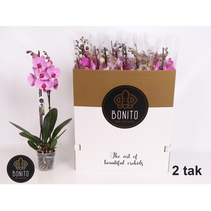 PHAL GEM 7 KL