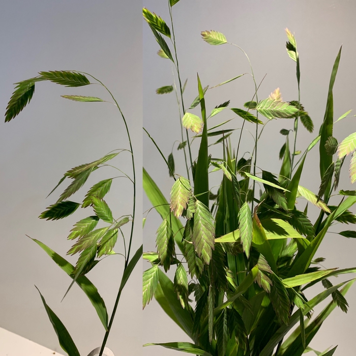 Grasses - Chasmantium