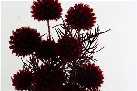 <h4>Pres Echinops 10pc Bordeaux Bunch</h4>