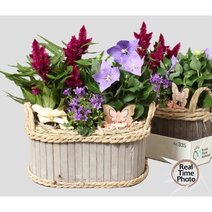 ARR TUINPLANTEN